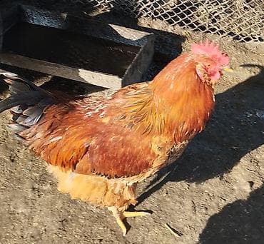 мышык алам: Сатам | Короздор | Суссекс | Көбөйтүү үчүн — 4