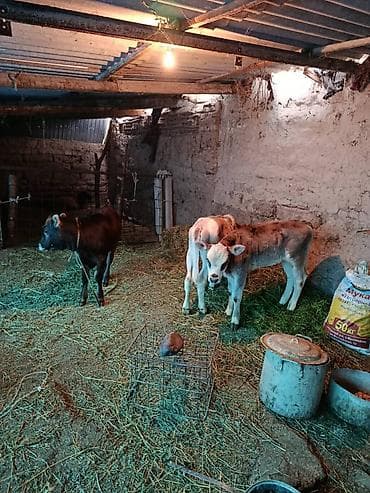 скот корова: Продаю | Корова (самка) | Для молока — 3