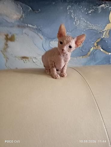 Сфинкс, 2 месяца, Мальчик, Приучена к лотку at lalafo.kg Сфинкс, 2 месяца, Мальчик, Приучена к лотку