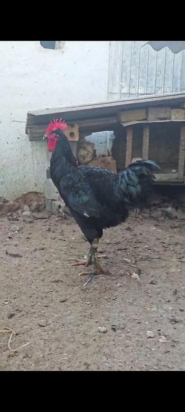 Ветеринар кызматы: Сатам | Короздор | Көбөйтүү үчүн — 6