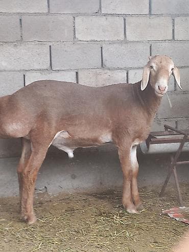 Айыл-чарба жаныбарлары: Сатам | Кочкор (эркек) | Көбөйтүү үчүн — 1