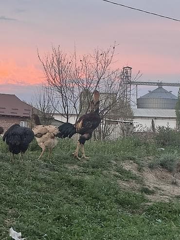 куринные лапки: Продаю | Петух | Бойцовая, Дакан | Для разведения — 3