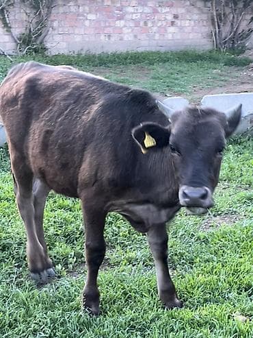 продаю хомяка: Продаю | Тёлка | Швицкая, Симментальская | Для разведения — 2