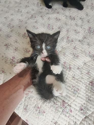 Британские котята, помёт из 4 малышей: 3 девочки и 1 мальчик - — 5