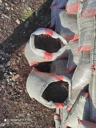 Кара кык – огородуңуз үчүн эң мыкты табигый жер семирткич! 🌱 Бакчаңыз