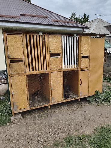 петуха: Продаю | Куры — 3