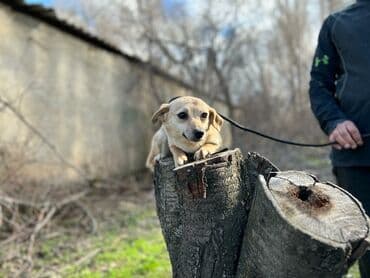 Ищем дом для молодой стерилизованной девочки(рожать не будет) at lalafo.kg Ищем дом для молодой стерилизованной девочки(рожать не будет)