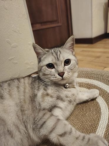 шотландский прямоухий кот цена: Скотиш Страйт (Шотландская прямоухая), 1 год, Девочка, Серебристая шиншилла, Приучена к лотку — 4