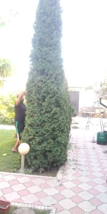 услуги медсестры капельницы уколы на дому: Уборка территории, Уход за деревьями — 8