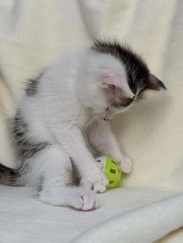 ph down: Ищем дом котяткам🥰 Возраст 1,5 месяца (3 июля родились) К лотку — 7