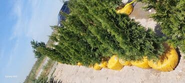 елки туи: Саженцы деревьев: Туи, Платная доставка — 4