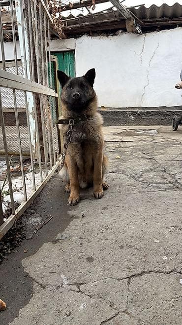 легорн куры: Бельгийская овчарка чистый, привывка имеется и паспорт есть его — 4