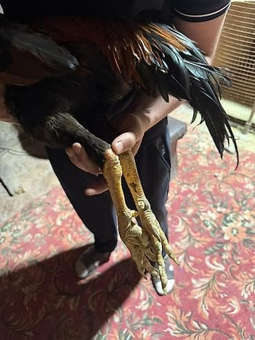 китайские бойцовые петухи: Продаю | Петух | Бойцовая | Для разведения — 6