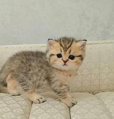 отдам кошку: Скотиш Страйт (Шотландская прямоухая), 1 месяц, Мальчик, Золотая шиншилла, Приучена к лотку, Проглистована — 1