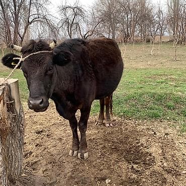 Коровы, быки: Продаю | Корова (самка) | Алатауская | Для молока | Привязанные — 5