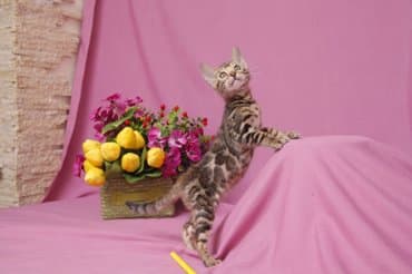 продажа породистых кошек: Друзья !!! долгожданный помет . Бенгальские котята . от самых — 8