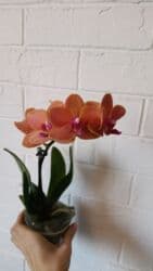 орхидея заказать: Большой выбор цветущих сортовых орхидей высота растений 35 см — 3