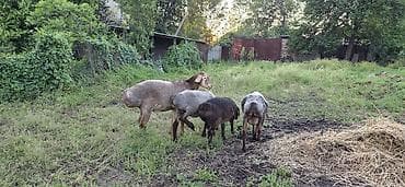 Айыл-чарба жаныбарлары: Сатам | Кочкор (эркек) — 3