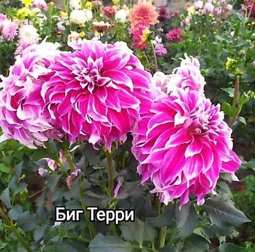 крават детский: Георгины — сортовые коллекционные. Подажа сортовых коллекционных — 8