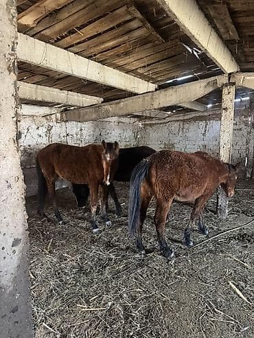 дончак тай: Продаю | Жеребенок | Для разведения, Рабочий — 1