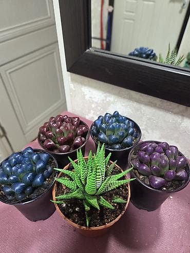 Алоказиялар: Алоказия (Alocasia) в декоративном кашпо. - Эффектные стреловидные — 9