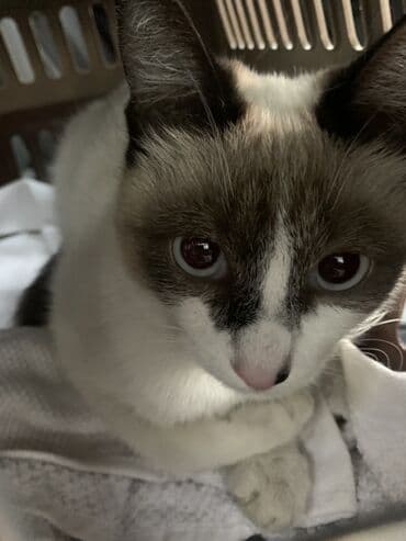 животные в добрые руки: 9 месяцев, Девочка — 5