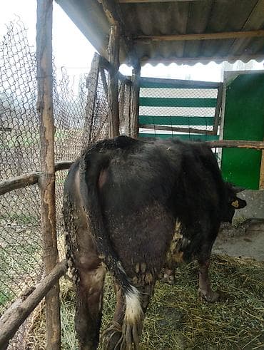 собака питбуль: Другие животные — 6