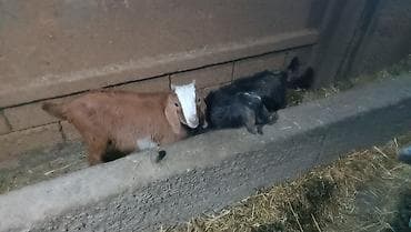 кобыла бее: Продаю | Козлёнок | Нубийская | Для разведения | Племенные — 2