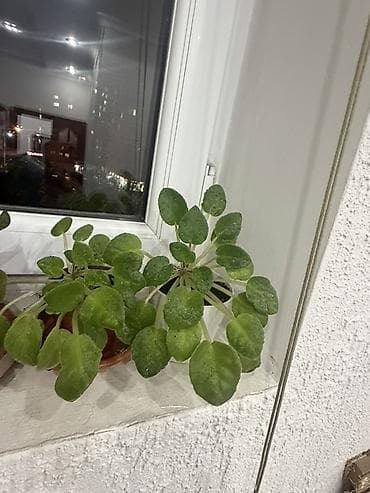подставка для цветов: Полка, этажерка для цветов, ЛДСП — 5