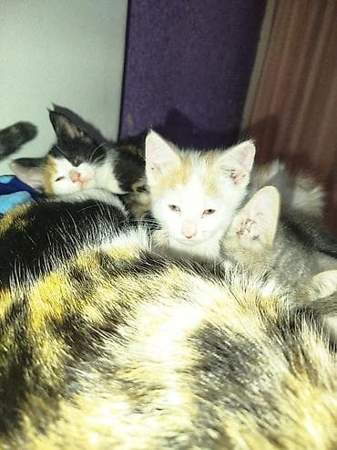 шатландские котята: 3 месяца, Девочка — 4