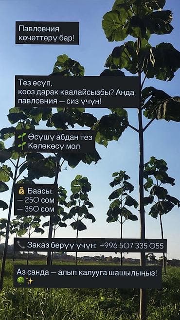 лабубу цена: Саженцы Платная доставка — 1