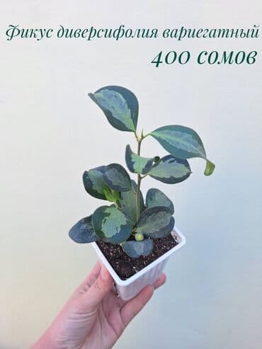 покупка деревьев: ● Комнатные растения (укоренённые черенки, молодые растения, взрослые — 24