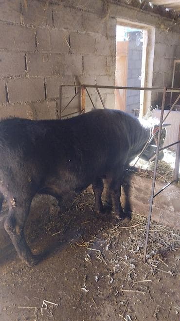 ангус бычок: Продаю | Бык (самец) | На откорм | Племенные — 2