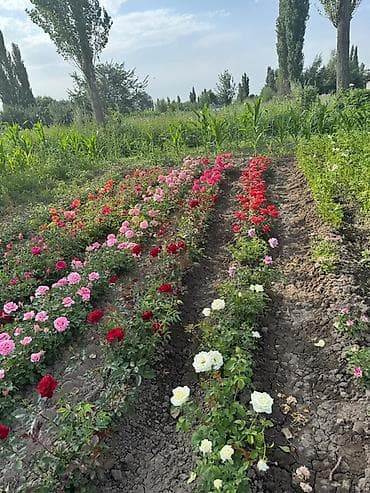 верхняя одежда женская: Саженцы — 3