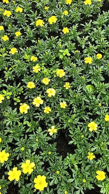 земля для газона: Рассада однолетних цветов для клумб, балконов и контейнеров: - — 4