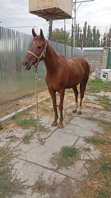объявления о найденных собаках: Продаю | Кобыла (самка) — 4