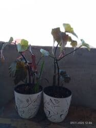 растени: Распродажа комнатных цветов! Цены от 350с.!!! — 2