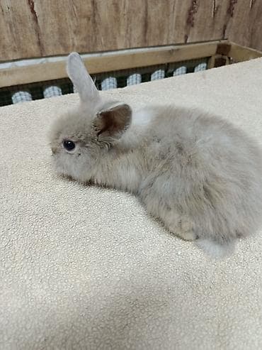 стол для аквариума: Продаю Кроликов декоративных, Отличный выбор для семьи и детей — 6