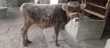 отдам собаку в хорошие руки бишкек: Продаю | Бык (самец) | На откорм | Привязанные — 3