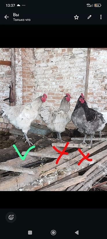 ош жапалак: Сатам | Короздор | Үй | Көбөйтүү үчүн — 2