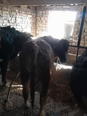 Животные: Продаю | Бык (самец) | На откорм | Привязанные — 3