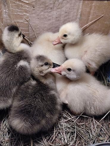 куплю птиц: Продаю гусят. Возраст 3 дня. Крепкие, здоровые. Родители на фото — 1