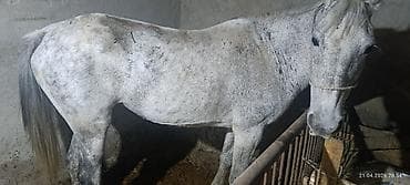 продаю кобылу: Продаю | Кобыла (самка) | Рабочий — 1