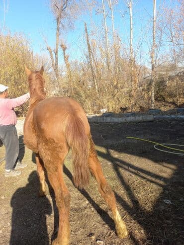 Грызуны: Продаю | Конь (самец) | Для разведения | Мерин — 5
