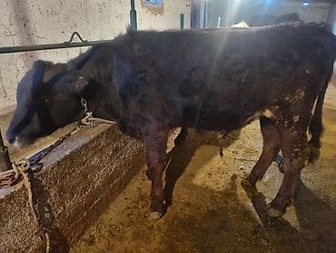 ангус самец: Продаю | Бык (самец) | Для разведения | Привязанные — 4