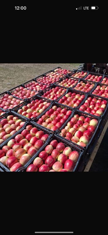 Яблоки Оптом