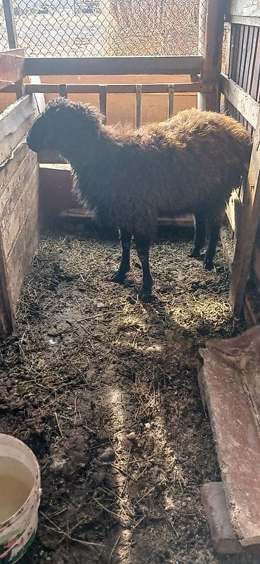 Услуги ветеринара: Продаю | Овца (самка) | Для разведения | Матка — 3