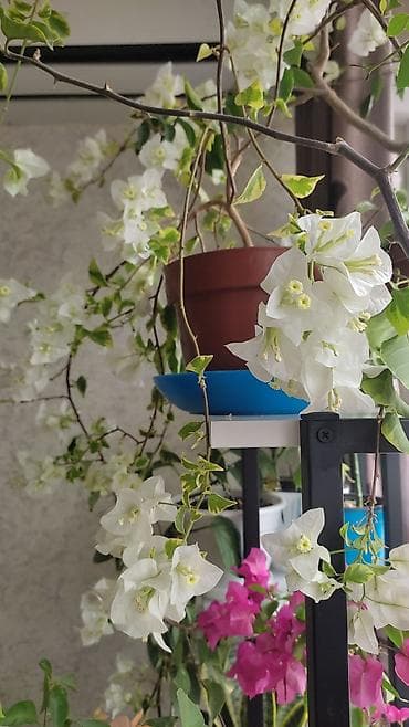 бегония: Бугенвиллея (Bougainvillea) в горшке, несколько сортов. Описание: - — 6