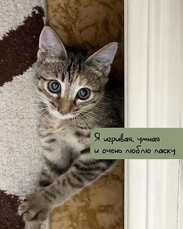 кошки маленькие: 3 месяца, Девочка — 2