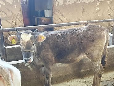 Животные: Продаю | Тёлка | Алатауская | Для разведения | Привязанные — 2